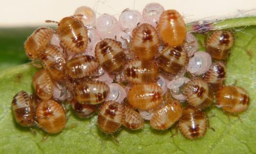 Dolycoris baccarum